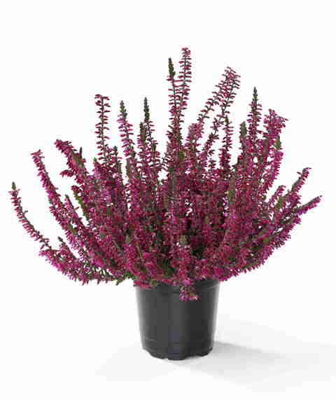 5-2006 04_bearb_neu.jpg